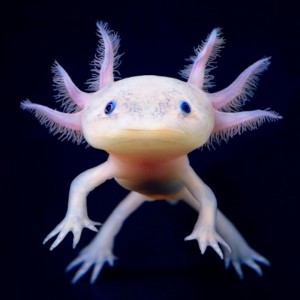 axolotl1-960x960