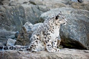 Snow_Leopard_Sitting_In_Rocks_600