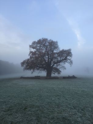 Tree foggy morning